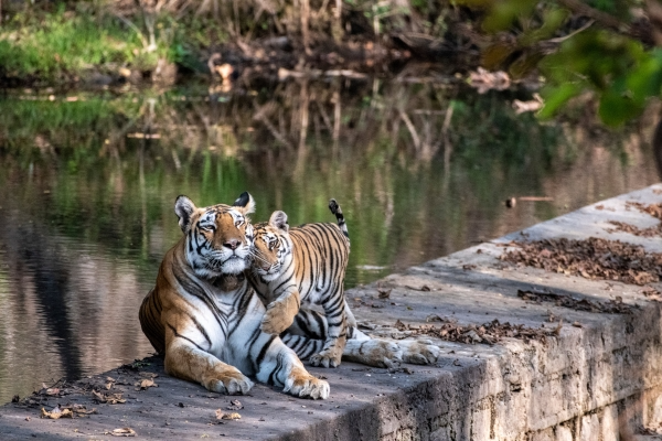 Scenic waterfalls and gorges in Panna National Park